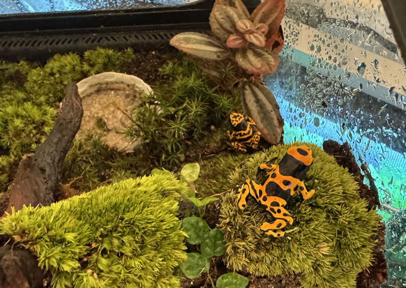 테라리움 팔루다리움 완성 작품 - WILDNAP