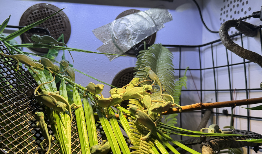 베일드카멜레온 해칭 베이비 - WILDNAP