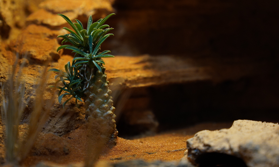 건계 비바리움 - WILDNAP