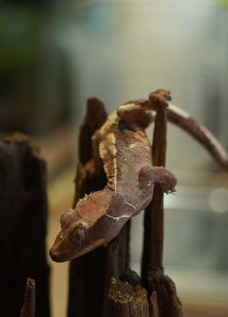 크레스티드 게코 초초 모프 - WILDNAP 브리딩