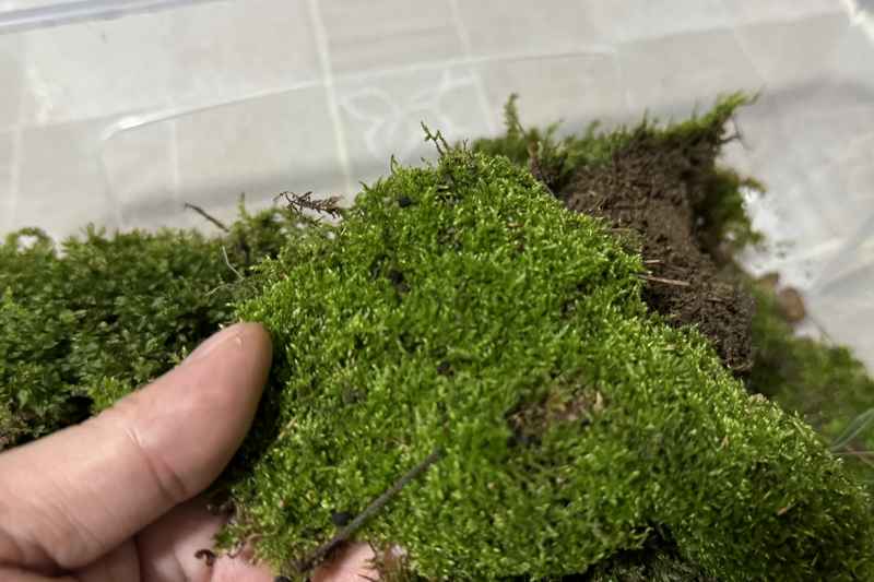 자연생태계 비바리움 식물 이끼 배치 - WILDNAP