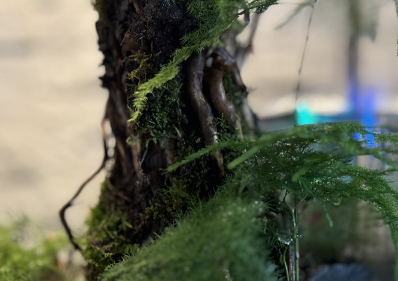 이끼 식물 자연생태계 팔루다리움 - WILDNAP