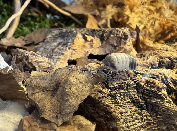 등각류 비바리움 분해자 생태계 - WILDNAP