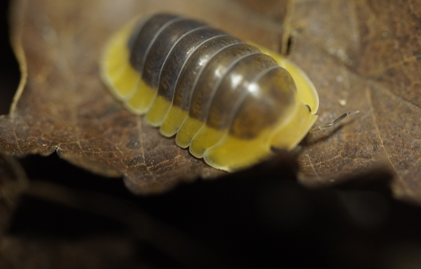 등각류 isopod 클로즈업 - WILDNAP